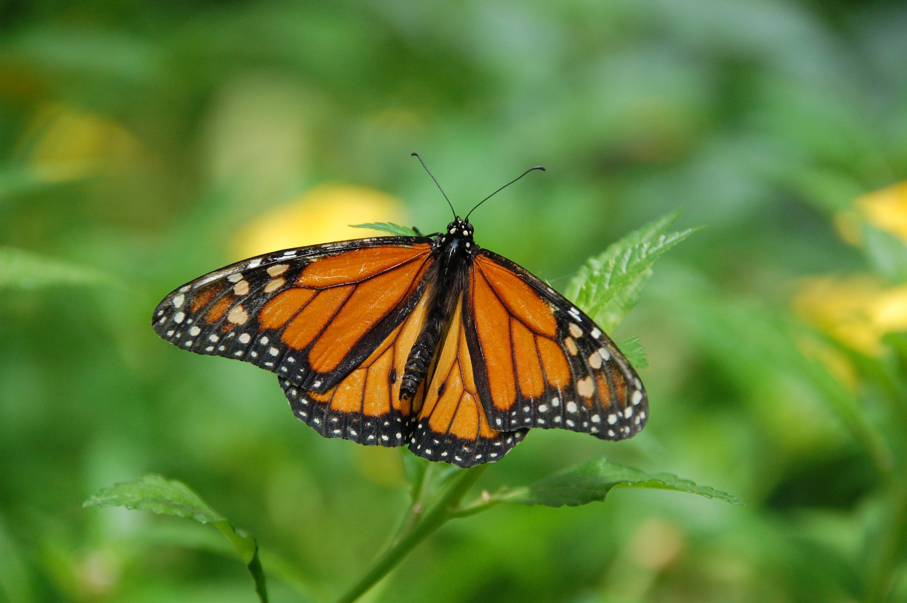 Monarch butterfly landing on a small green leaf.